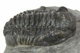 Detailed Gerastos Trilobite Fossil - Morocco #345151-3
